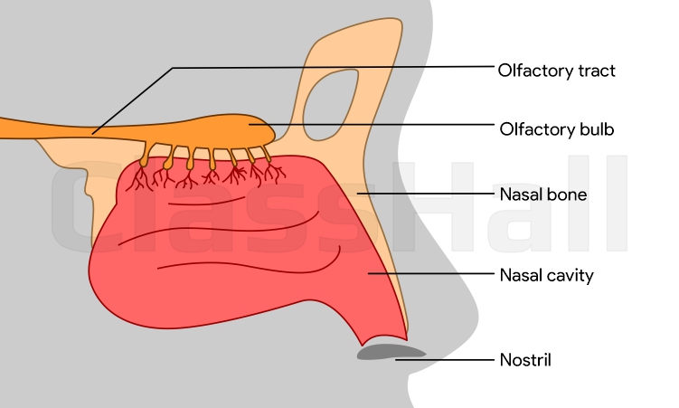 sensory system nose