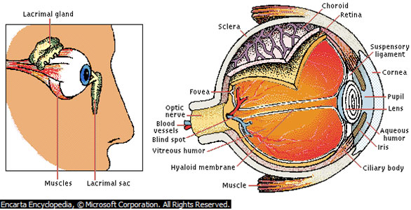 Sense organs - organ of sight - the eye