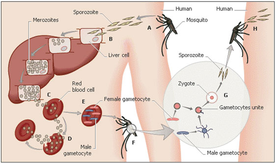 Diseases vectors - Life cycle of the mosquito