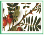 Plant motif
