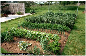 Resources from living things - food crops - leafy vegetables