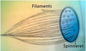 Manufacture of fabrics - Manufacturing process of rayon - spinneret with filaments