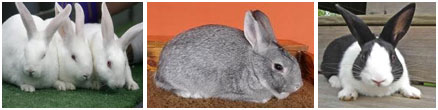 Characteristics and distribution of farm animals in Nigeria - Rabbits