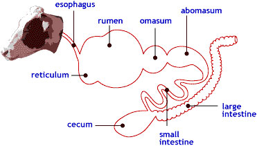 Classification of Animals based on Stomach Types and Feeding Pattern |  