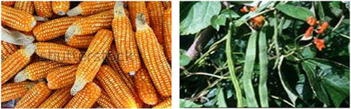 Classification of Crop based on Uses of Crops