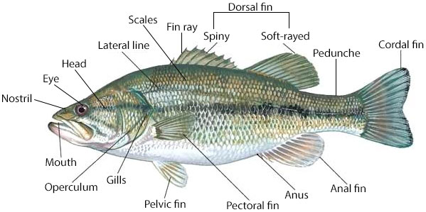 Introduction to Fishery - Parts of a fish (diagram)