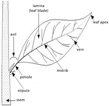 SS1 Biology First Term Practical - Drawing of Cashew Leaf / Specimen E