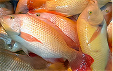 Aquaculture - Tilapia fish