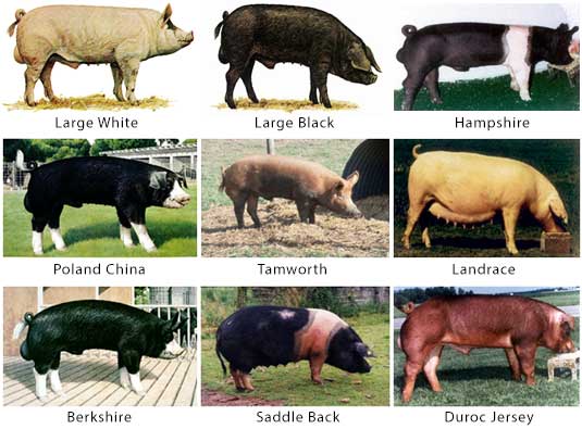 Livestock management - Pig management - Breeds of pigs