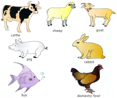 Types and Classification of Farm Animals 