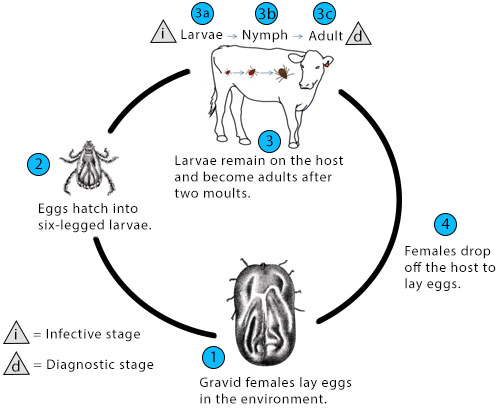 Animal Health Management: Parasites 
