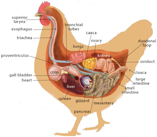 Anatomy, Physiology and Reproduction of Farm Animals 