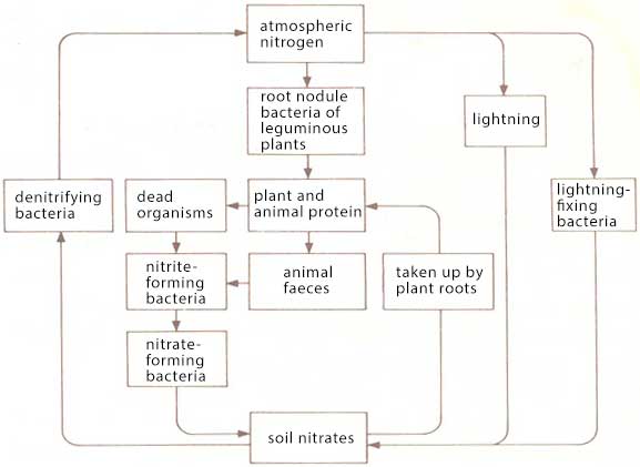 Plant nutrient and nutrient cycle - nitrogen cycle