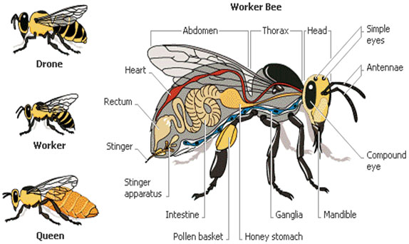 Apiculture or Bee Keeping - Types of Bees