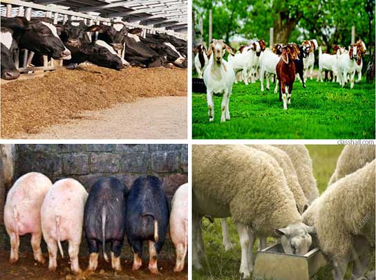 Animal Nutrition - Animal Feeds