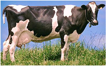 Livestock Management Practices - Dairy cattle - Friesian