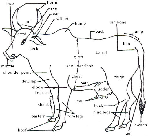 External Features of Some Selected Animals 