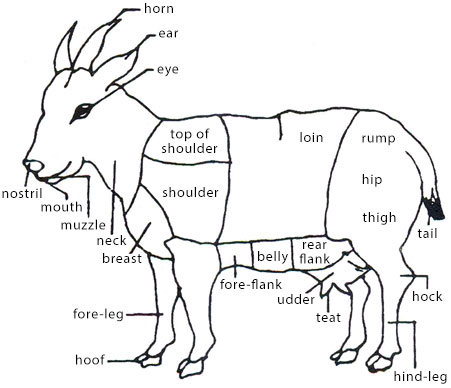 External Features of Some Selected Animals 