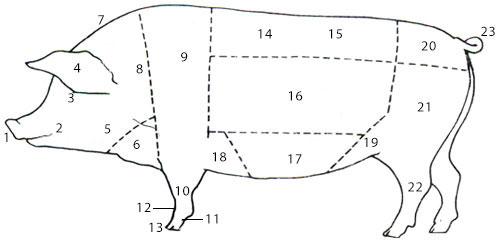 External Features of Some Selected Farm Animals - External Features of a Pig