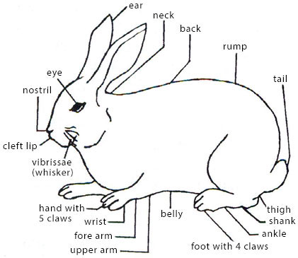 External Features of Some Selected Farm Animals - External Features of a Rabbit