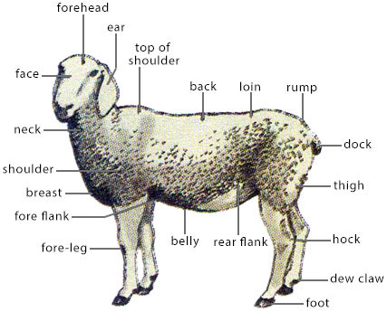 External Features of Some Selected Farm Animals - External Features of a Sheep