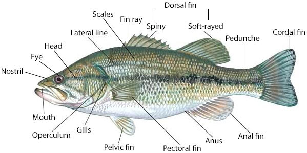 External Features of Some Selected Farm Animals - External Features of a Fish