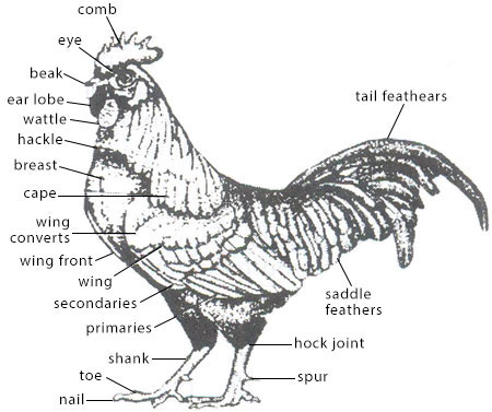 External Features of Some Selected Farm Animals - External Features of a Fowl