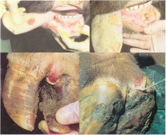 Common Livestock Diseases: Viral Diseases - Foot and Mouth Diseases