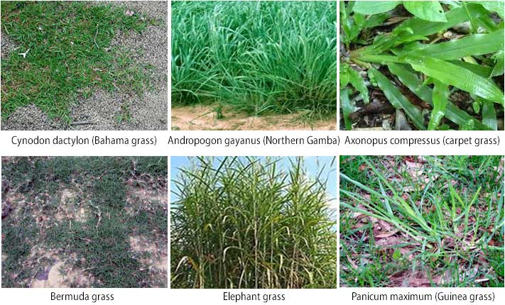 Grasses And Legumes Commonly Found In Natural Pastures In West Africa Classhall Com