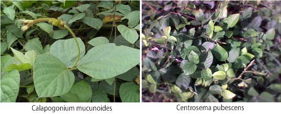 Legumes Commonly Found in Natural Pastures in West Africa