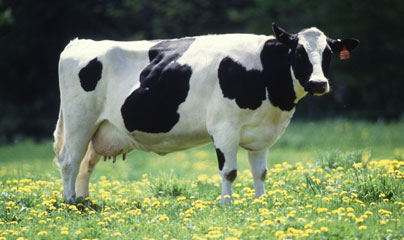 Livestock Management Practices - Cattle