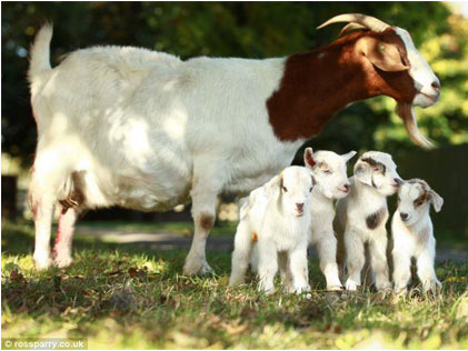 Livestock Management Practices - Goats Management
