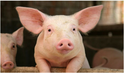 Livestock Management Practices - Pig