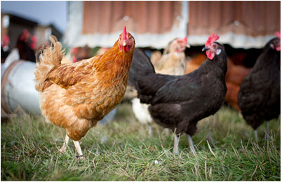 Livestock Management Practices - Poultry
