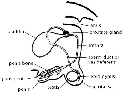 The Reproductive System in Farm Animals 