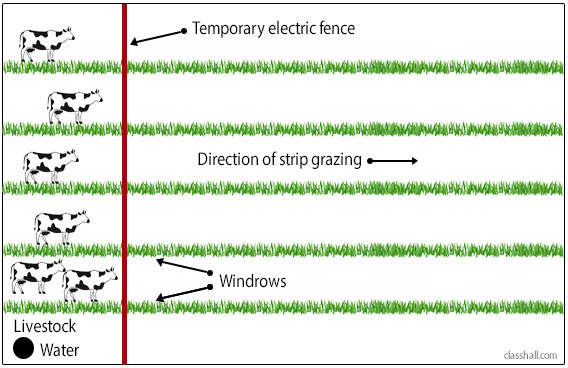 Types of Grazing - Strip Grazing